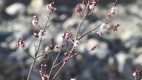 Russet sparrow perched on the branch at Leh Ladakh, North India