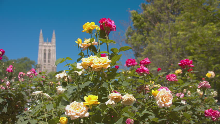 Duke University Roses in Gardens at the Chapel with Focus Shifting to the Iconic Tower Landmark in a Blue Sky on a Sunny Spring Day in North Carolina