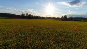Rapeseed field, Cinema 4k aerial view over a SUV car between two yellow turnip mustard or canola fields, in Kirkkonummi, Uusimaa, Finland