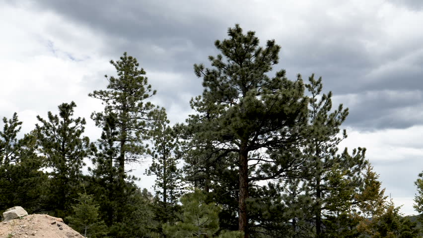 Drive Plate-POV-Side View-Rocky Mountain Colorado Pine Forest - view passing pine forest looking up at the passing trees and rock outcropping on a cloudy day.