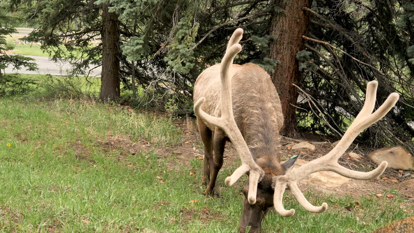 Closeup-Bull elk grazing on grass with new antlers still in velvet.