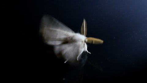 Night moth on a colorful background. Filmed in June 2017.