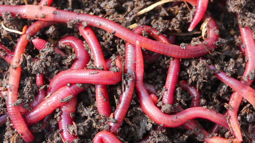 many red worms in dirt - bait for fishing