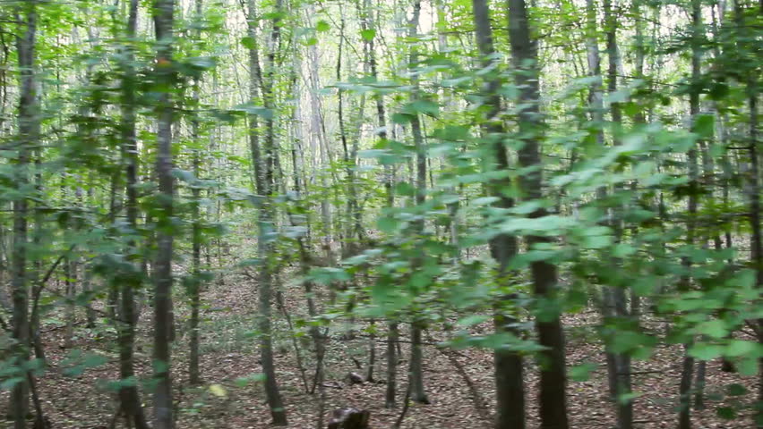 Forest in Motion /  Steady Footage shot from the car.
