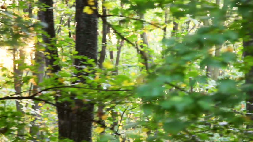 Forest in Motion /  Steady Footage shot from the car.
