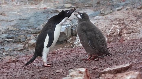 Adelie penguin feeds the chick