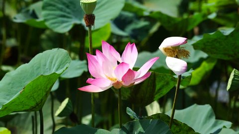 Lotus in Dong Thap province, Mekong Delta, Vietnam, May 2017.