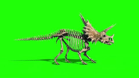 Triceratops Skeleton Walkcycle Side Jurassic World Green Screen 3D Rendering Animation