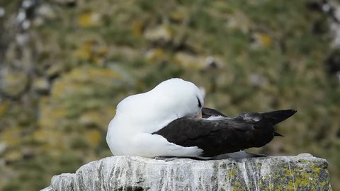 Black browed Albatross on rock