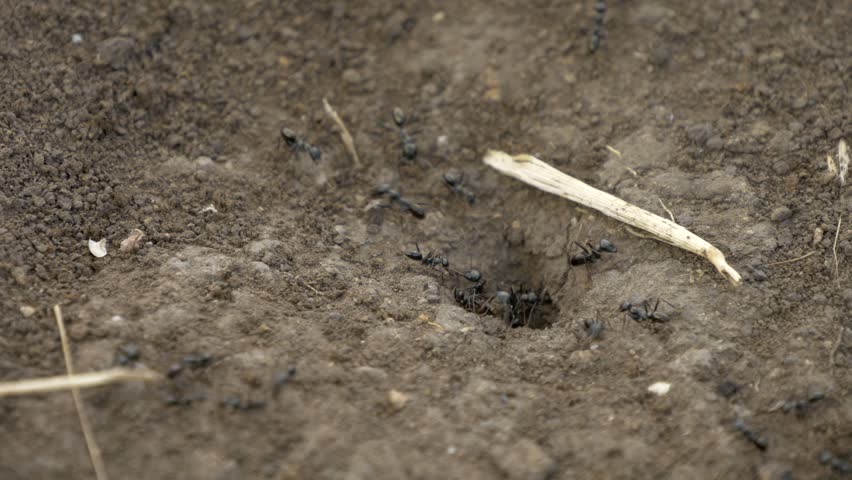 Small black ants are digging and building a new underground nest. They ...