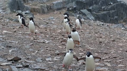 Adelie, Gentoo and Chinstrap pinguins walk