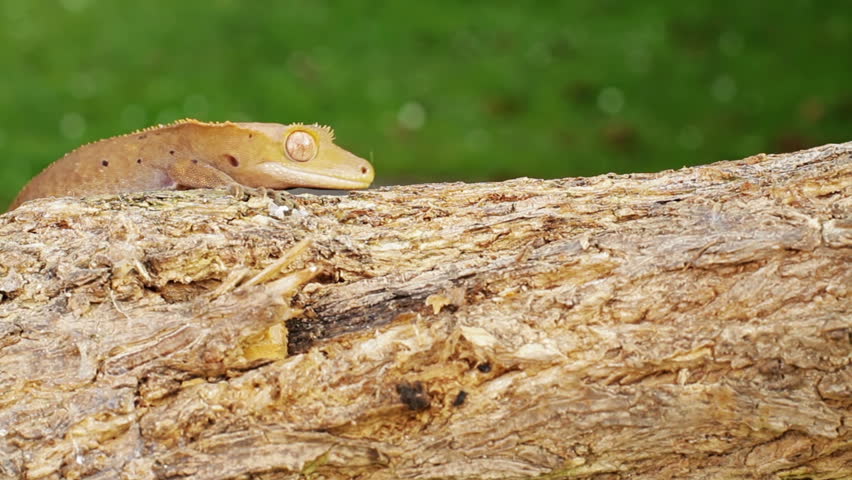 A little orange colored baby lizard gecko moving through the scene on the branch