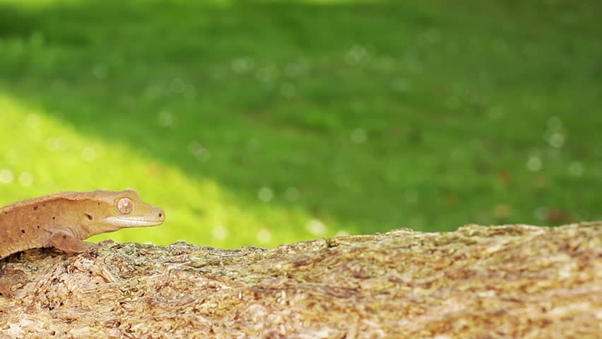 A little orange colored baby lizard gecko moving through the scene on the branch