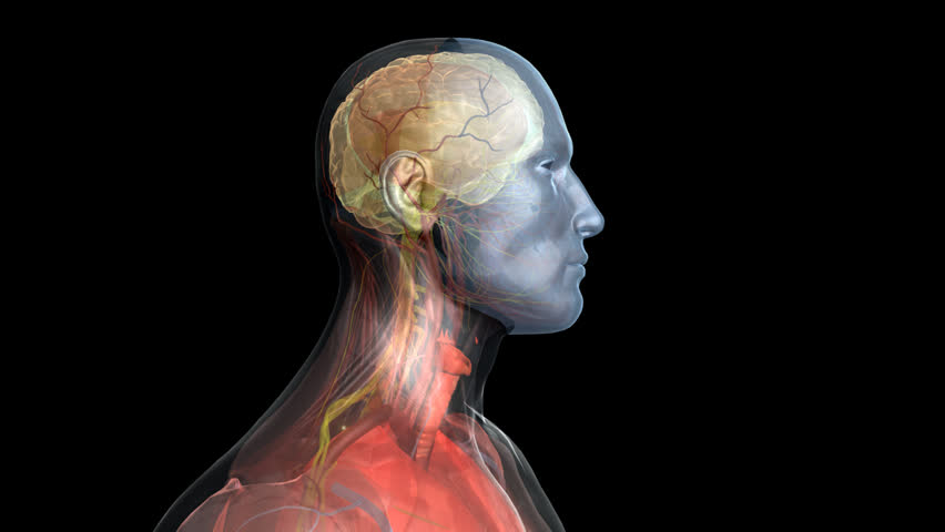 The brains video