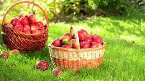 Organic Apples in a Basket outdoor. Orchard. Autumn Garden. Harvest Concept. Person puts an Apple in the Basket.