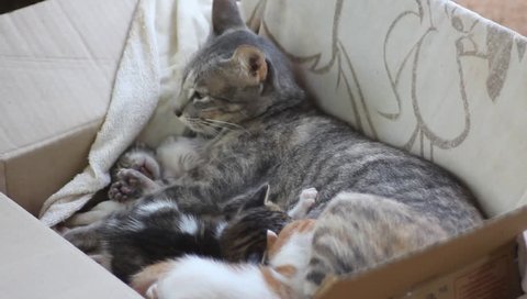 A mother cat feeding her kitten