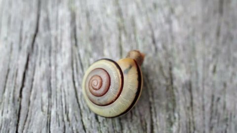 The snail (Camaena batanica pancala). This is a  terrestrial pulmonate and just live at Taiwan. 