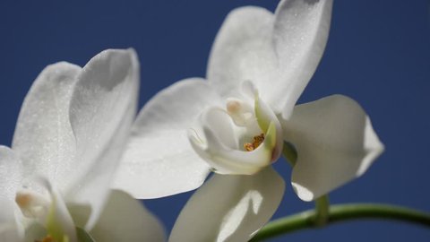 White Phalaenopsis amabilis flower petals  slow-mo 1080p FullHD footage - Slow motion of moth orchid plant against blue sky shallow DOF 1920X1080 HD video