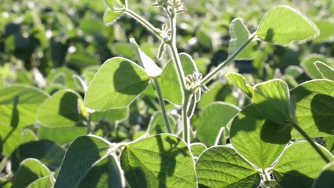 Soybean field with fresh green soya in sun light