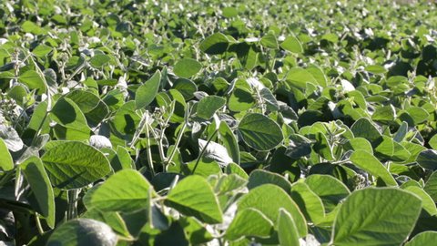 Soybean field with fresh green soya