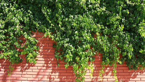 Many leafs of ivy cover a wall over blurred background