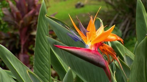 Nacimiento de la Flor del Paraíso.: video de stock (totalmente libre de  regalías) 23041498 | Shutterstock