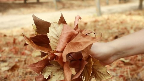 Woman's hand collecting autumn brown dry leaves