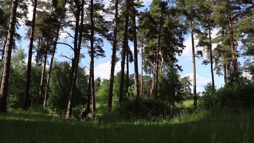 Mountain Biker In Pine Forest Stock Footage Video 100 Royalty Free Shutterstock