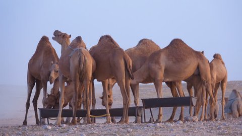 Family of camels being fed from artificial troughs on a windy day