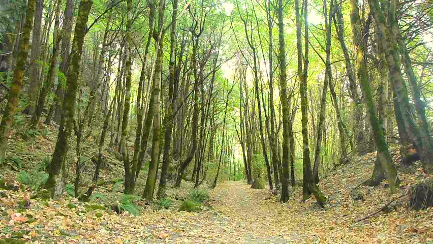 Man jogging in dense forest on trail full of leaves in Oregon.