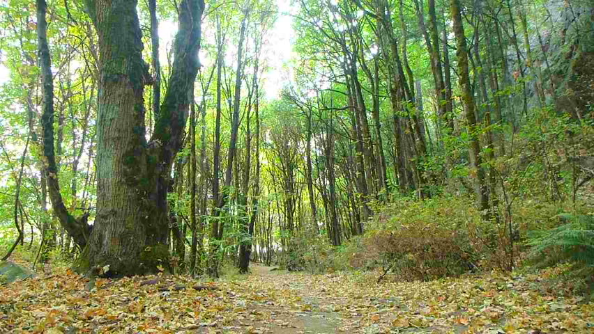 Man walks in dense forest on trail full of leaves in Oregon.