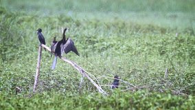 Group of black cormorants. perched on a broken branch and in the high grass. in a Sri Lankan wilderness area. FullHD video
