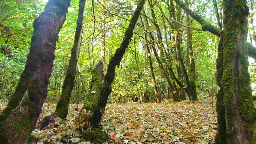 Camera tilt down to man walking in dense forest on trail full of leaves in