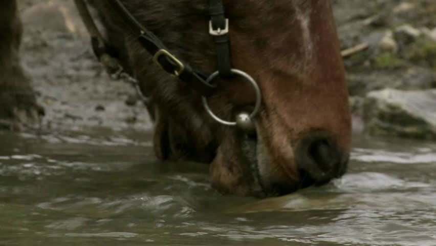 Cadrona, New Zealand, June 2011. Close up of horse drinking from a alpine stream