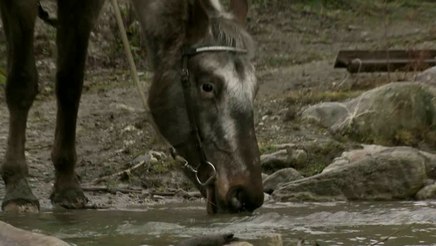 Cadrona, New Zealand, June 2011. Close up of horses drinking from a alpine