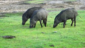 Three wild pigs. observed on a safari tour. graze in the grass of a protected wildlife refuge in Sri Lanka. FullHD video