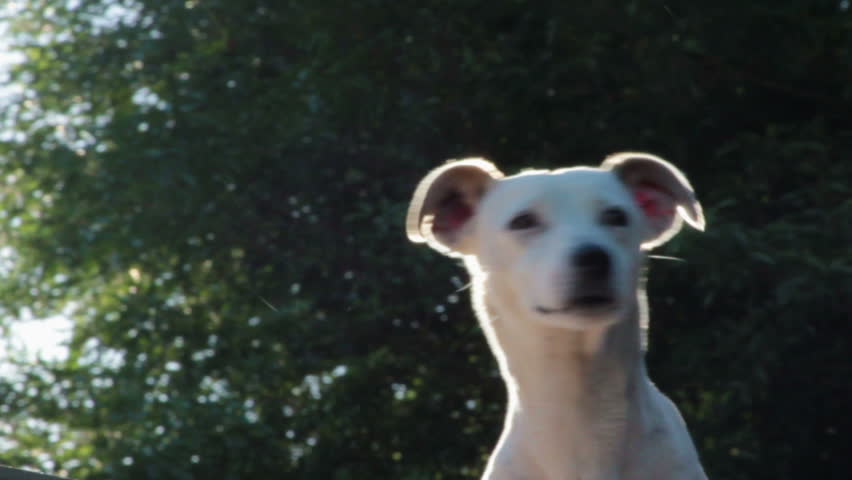 White female dog with sun behind and trees.
