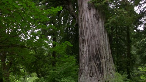 Redwood 101 Big Tree Wayside
