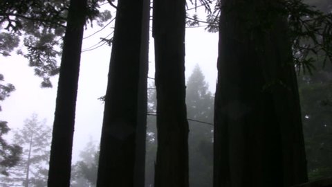 Redwood 113 Foggy Forest