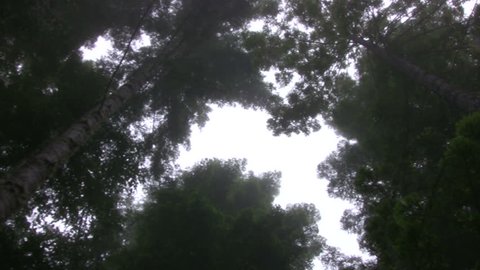 Redwood 112 Foggy Forest