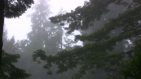 Redwood 111 Foggy Forest