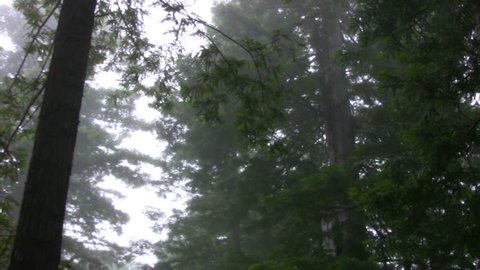 Redwood 114 Foggy Forest