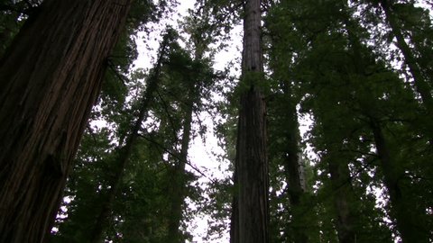 Redwood 119 Stout Grove
