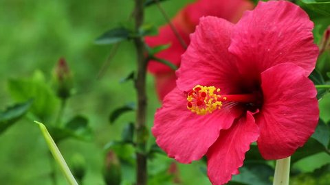 Close up Hibiscus rosa-sinensis Pollen (Asian flower, the national flower of Malaysia, called Bunga Raya in Malay) footage, Paksong, Champasak, Laos, 16 May 2017