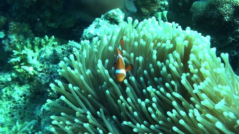 Small colorful clown fish dancing around there anemone home on the great barrier reef Australia.