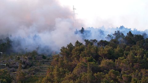 Pine tree forest fire burning near electric power line with smoke above