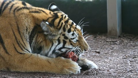 Tiger eating a piece of meat