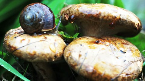 Snail sitting on a mushroom 