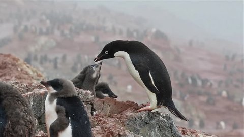 Adelie penguin feeds the chick by belching food. Feeding a penguin chick in  Adelie penguin colony in Antarctica. Close-up