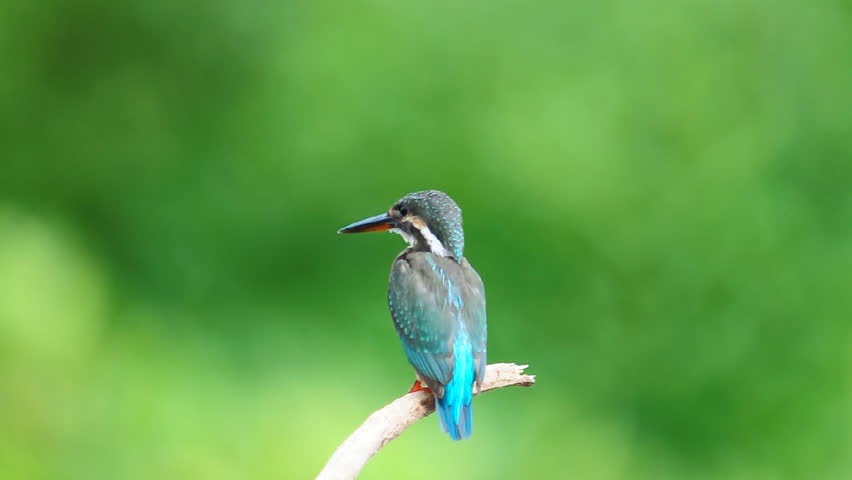 Female of Common Kingfisher Bird of Thailand | Shutterstock HD Video #2823898
